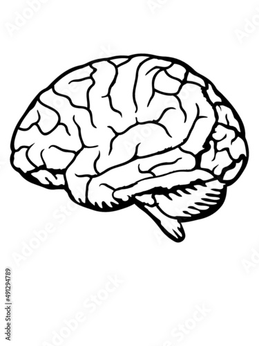 Anatomie Gehirn Organ 