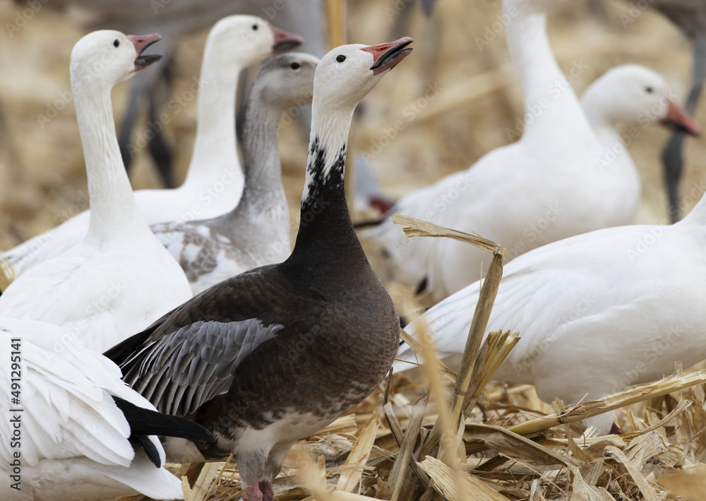Fototapeta premium Blue morph snow goose lifts head and calls