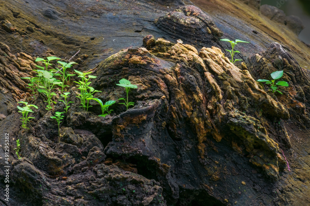 New plant growth on old tree trunk, beautiful nature stock image. Moody dark background. New plant growth on old tree trunk, beautiful nature stock image. Moody dark background.
