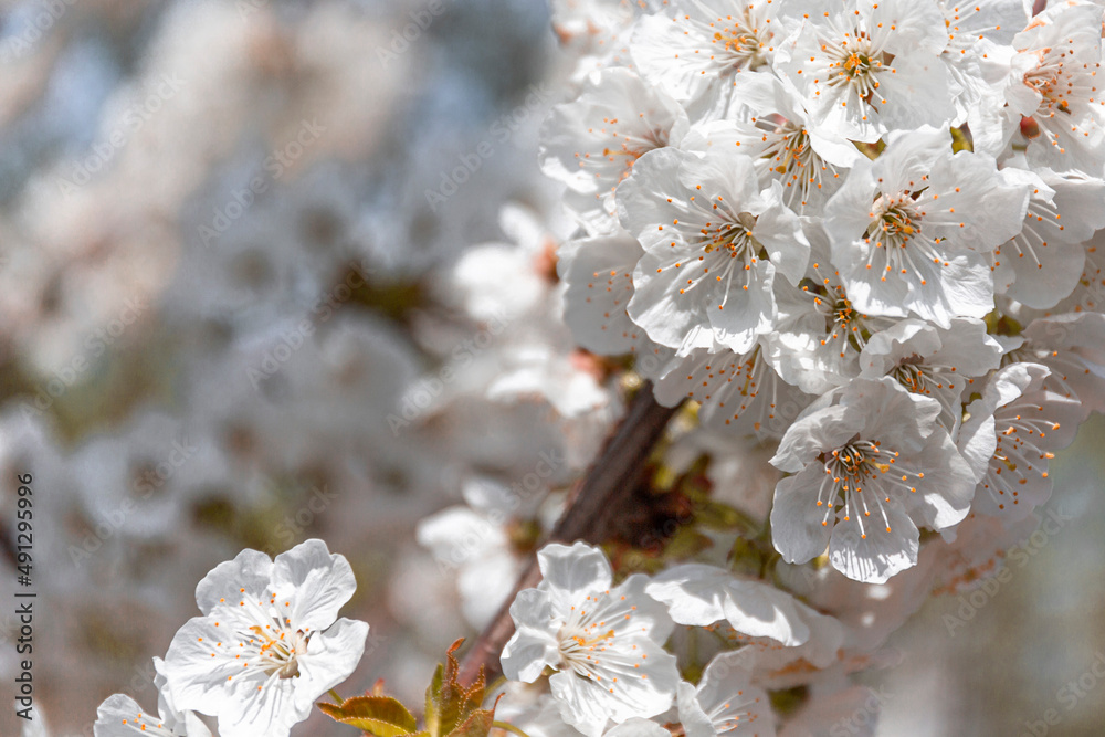 cherry tree and flowering image cherry tree and flowering image