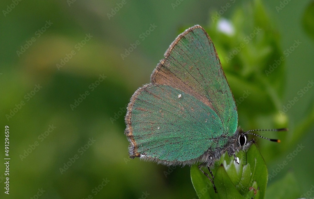Obraz premium A butterfly sitting on a green grass.