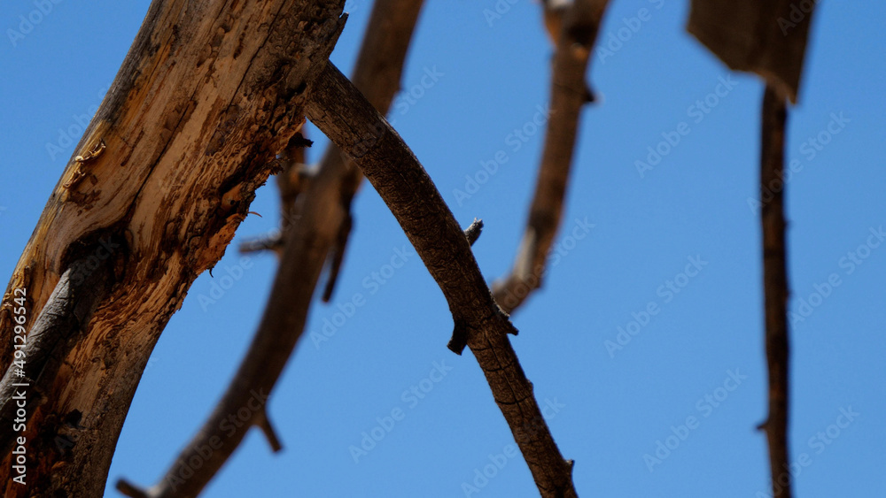 wood branch with beautifull backdrop wood branch with beautifull backdrop