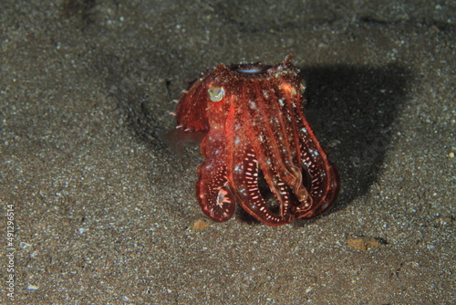 Behavior of cuttlefish in its marine environment  under the sea  always near the sandy bottom