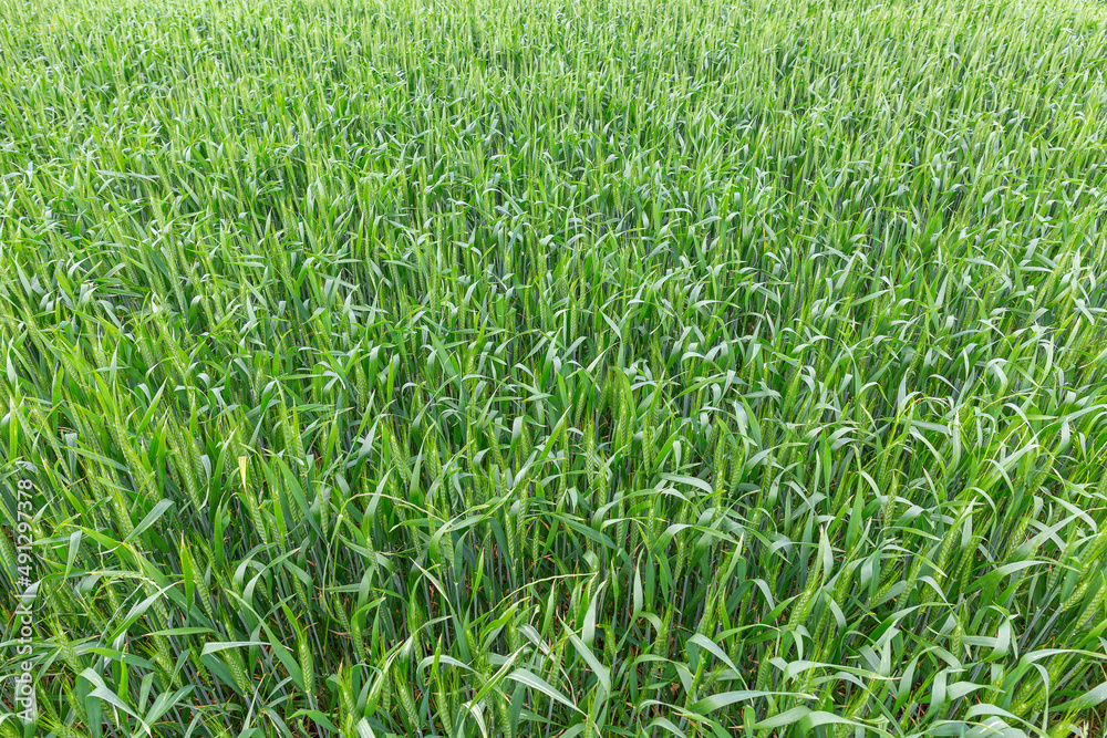 more immature green spike wheat more immature green spike wheat