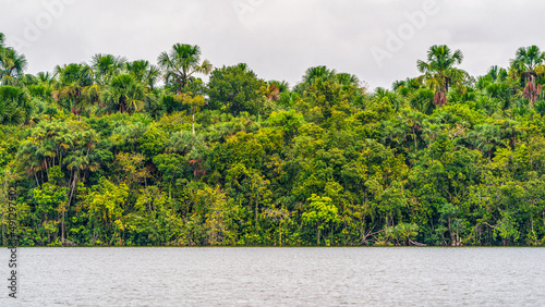 Beautiful Amazon Riverbank