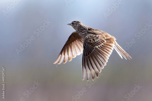 photo of a bird in flight © Мария Быкова