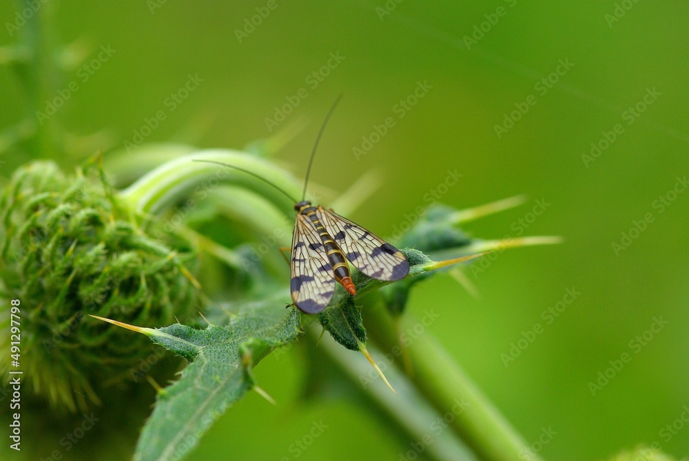 A butterfly sitting on a green grass. A butterfly sitting on a green grass.