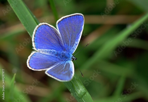 A butterfly sitting on a green grass. © imdatdemir