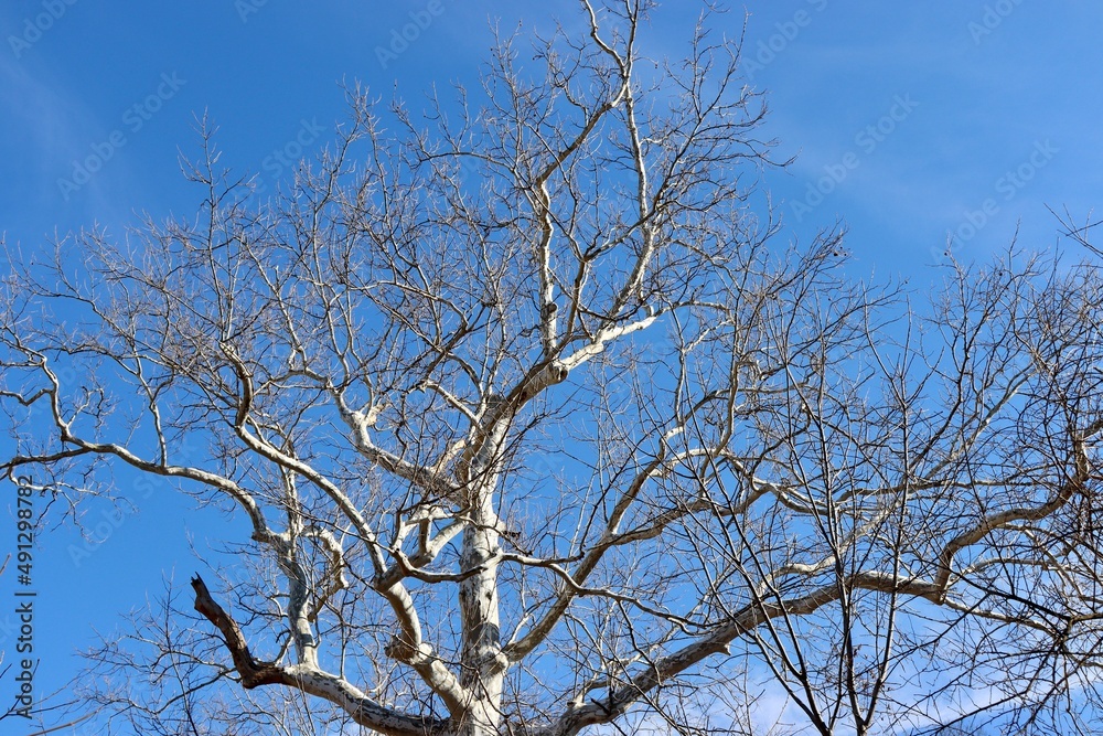 The bare branches of the tall old tree with the blue sky. The bare branches of the tall old tree with the blue sky.