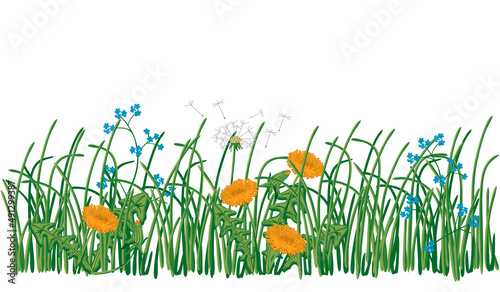 Meadow grass with dandelions flowers and leaves in realistic style.Spring or summer background with botanical design elements. Vector isolated illustration for card,poster,print on fabric,cover,banner