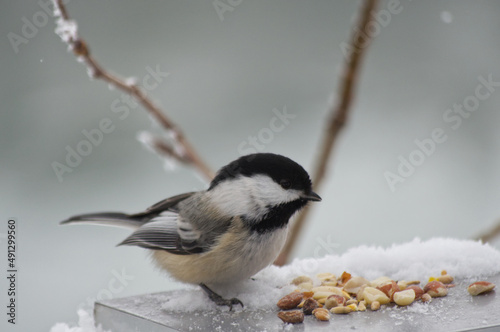 A Black-capped Chickadee checking out bird seeds and nuts