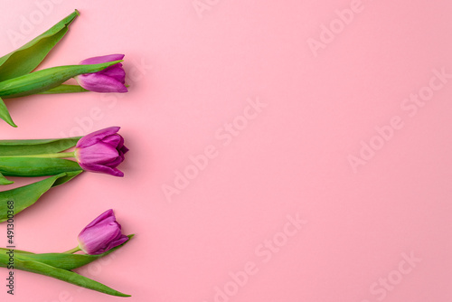 Three spring tulips in purple color on a pink background, top view, copy space.