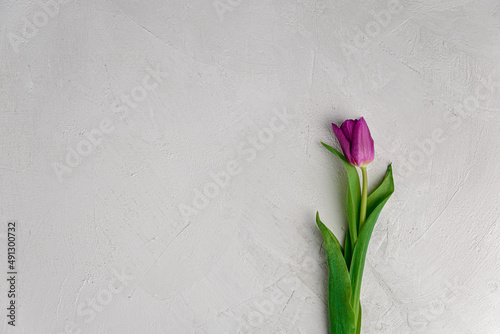 Spring beautiful purple color tulip on gray concrete old background, copy space.