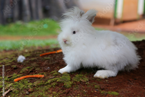 The white rabbit is on the ground against bokeh background, matching your content on Easter.