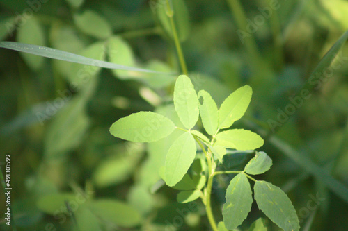 White sweetclover leaves closeup view with selective focus on foreground