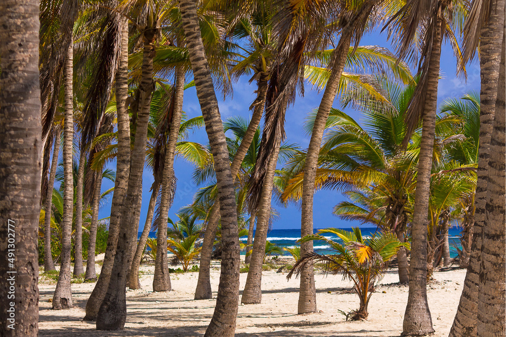 Summer vacation time under the shade of tropical palm trees on a caribbean beach on a sunny day
