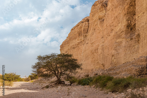 Acacia tree in the Judean desert.