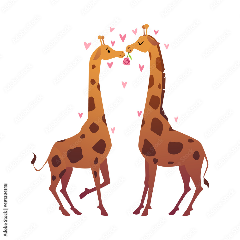 Giraffes in love kissing, cartoon flat vector illustration isolated on white background. Giraffes in love kissing, cartoon flat vector illustration isolated on white background.