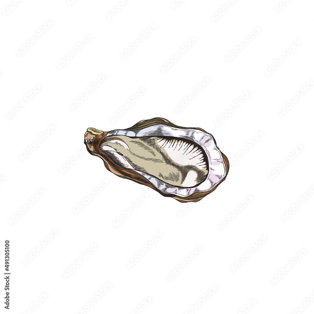 Oyster mollusk farmed for food or pearls engraving vector illustration isolated. Oyster mollusk farmed for food or pearls engraving vector illustration isolated.