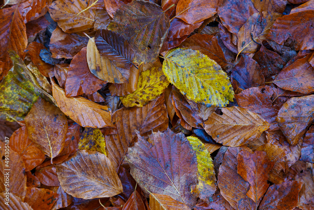 Leaf fall. Multicolor  leaves on the ground, close-up
