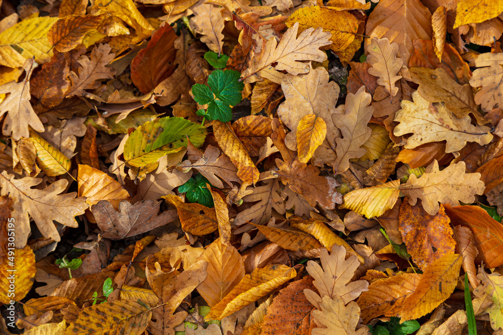 Leaf fall. Yellow  leaves on the ground, close-up
