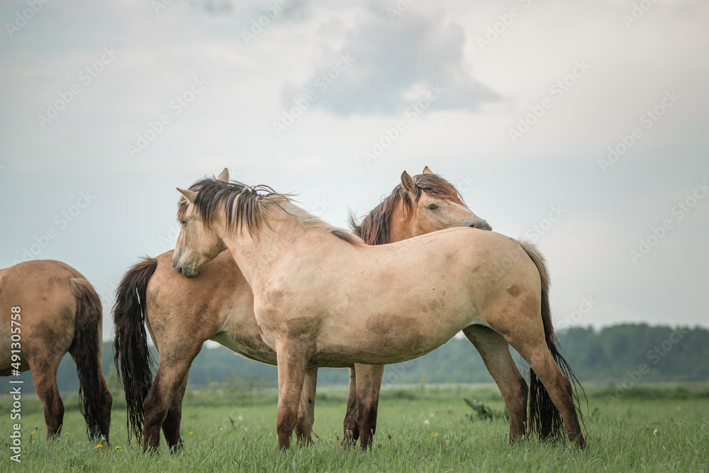 Farm thoroughbred horses graze on a cloudy summer day in a field. Farm thoroughbred horses graze on a cloudy summer day in a field.