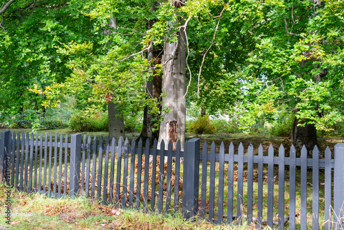 A black wooden picket fence with green grass, large trees and lush shrubs in a garden. The summer scene is vibrant and colorful. The sun is shining on the dark palings giving a warm glow to the wood. 