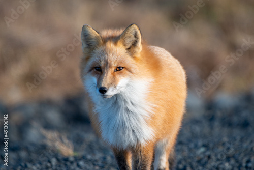 A cute young wild true red fox, Vulpes Vulpes, standing on all four paws attentively staring ahead as it hunts. It has a sharp piercing stare, orange soft fluffy fur, pointy ears, and a long red tail. © Dolores  Harvey