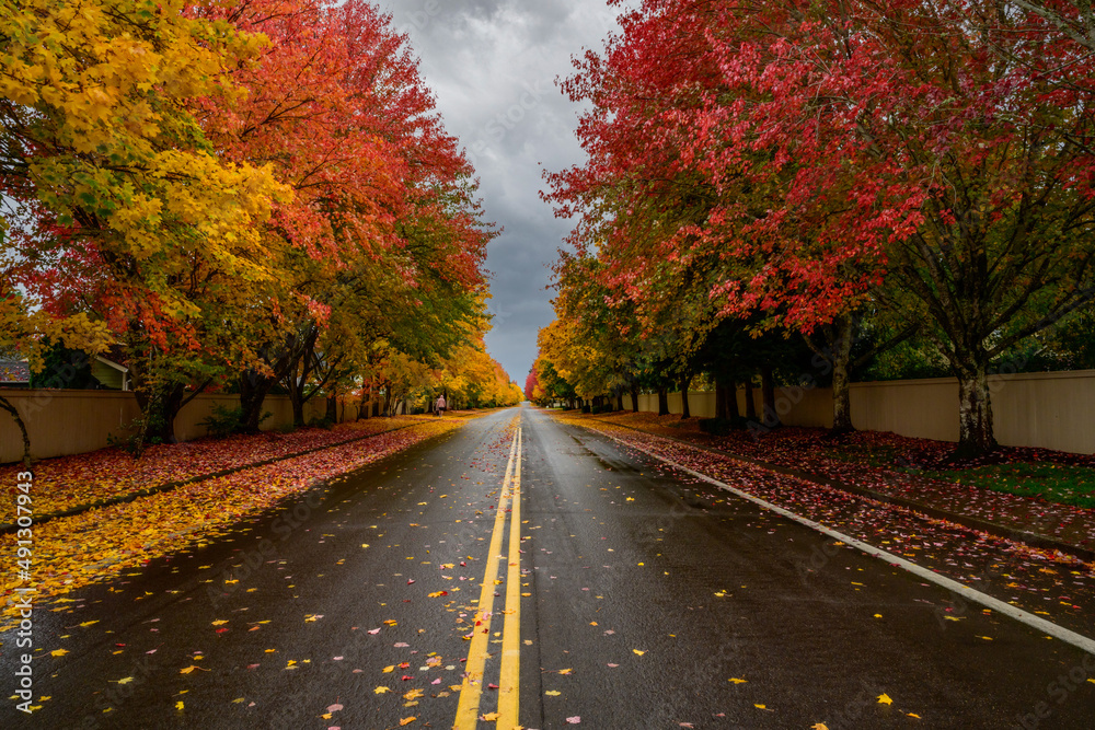 Naklejka premium Fall shot in Vancouver, WA. Autumn Avenue