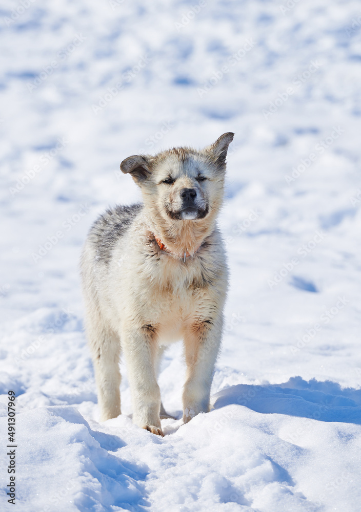 Sled dogs in city of Ilulissat - Greenland. Sled dog - 7000 sled dogs in the city of Ilulissat, at city with a population of 4500 people, Greenland, Denmark. The month of May. Sled dogs in city of Ilulissat - Greenland. Sled dog - 7000 sled dogs in the city of Ilulissat, at city with a population of 4500 people, Greenland, Denmark. The month of May.