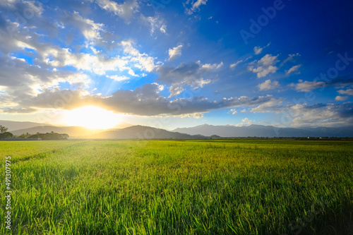 Rice field in setting sun on distant background of mountain. Sky with clouds.