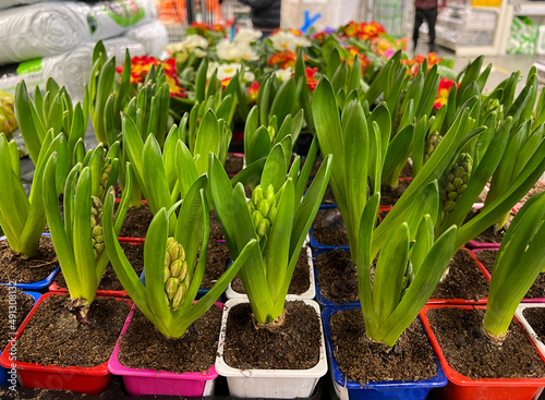 Unopened hyacinths in pots on the shelf of a garden supply store