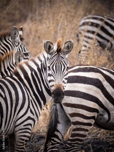 zebra in a safari
