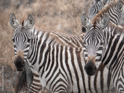 zebras in safari