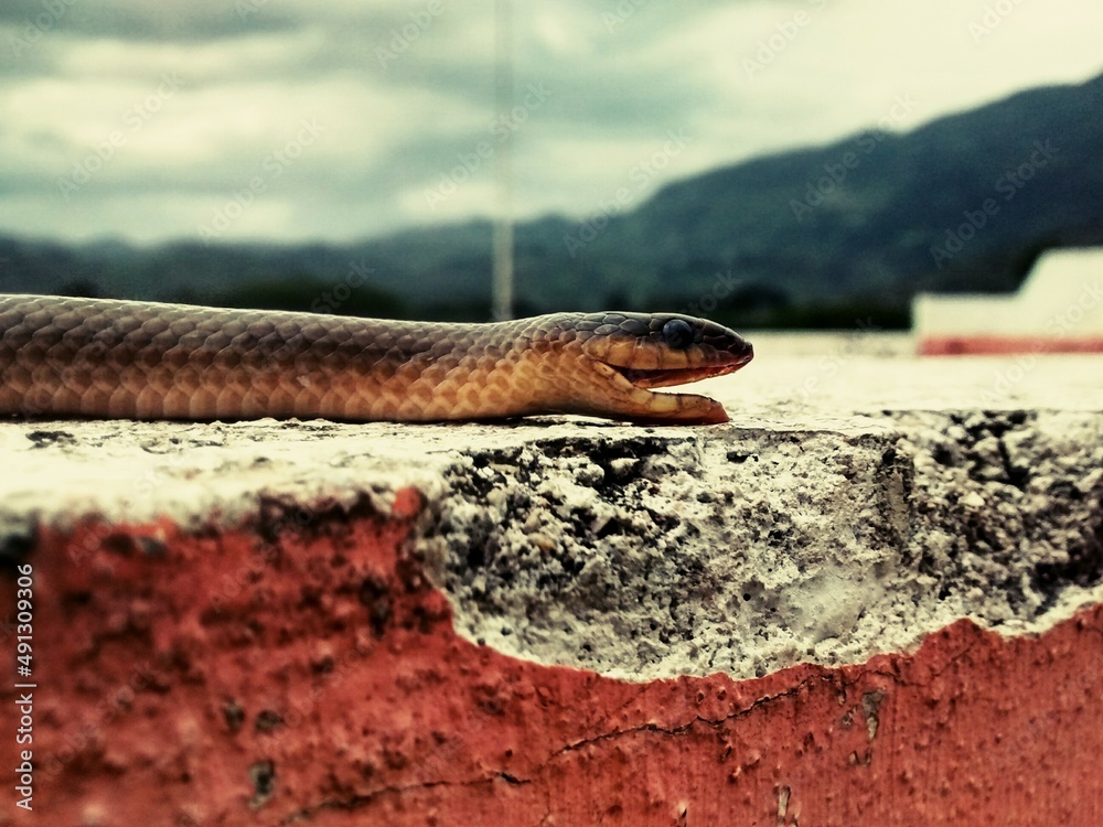 Fototapeta premium snake on white and red concrete surface
