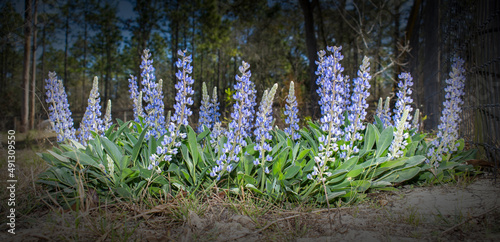 Wild Skyblue lupine - Lupinus diffusus - is a lovely herbaceous perennial that occurs primarily in scrubby habitats. Flowers are bluish to lavender, with a white spot on the upper petal  photo