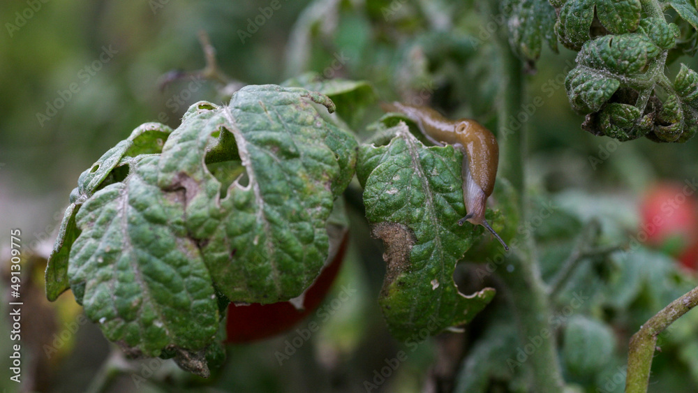 A closeup of a slug tomato pest on a fresh garden . Insects destroy green and ripening fruits. In addition, slugs carry infections among plants. a significant decrease in productivity loss of yield. A closeup of a slug tomato pest on a fresh garden . Insects destroy green and ripening fruits. In addition, slugs carry infections among plants. a significant decrease in productivity loss of yield.