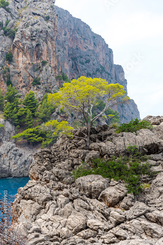 landscape in the Mountains near the sea, mallorca , Spain