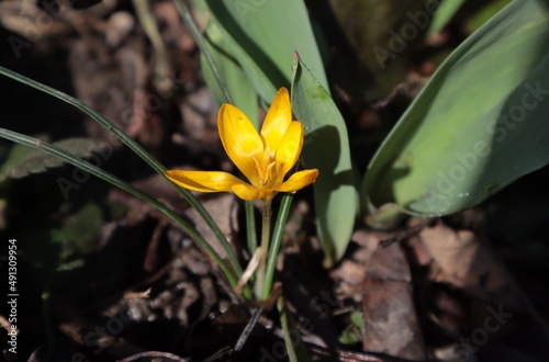 Yellow crocus grows on a spring flower bed.