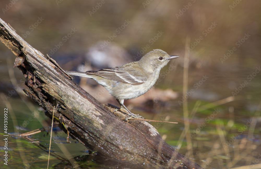 Adult Female pine warbler - Setophaga pinus - is a small songbird of the New World warbler family. Perched on wet log at edge of a pond in north central Florida Adult Female pine warbler - Setophaga pinus - is a small songbird of the New World warbler family. Perched on wet log at edge of a pond in north central Florida