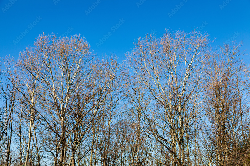 Bare trees in spring against a clear blue sky