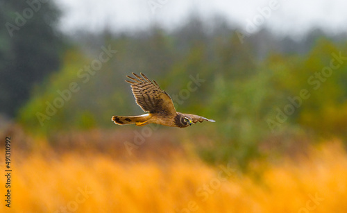 female northern harrier - Circus cyaneus - in flight flying over grassland meadow, blurred green and brown grass background, great detail face and wing feathers, aka Marsh hawk or hen harrier © Chase D’Animulls