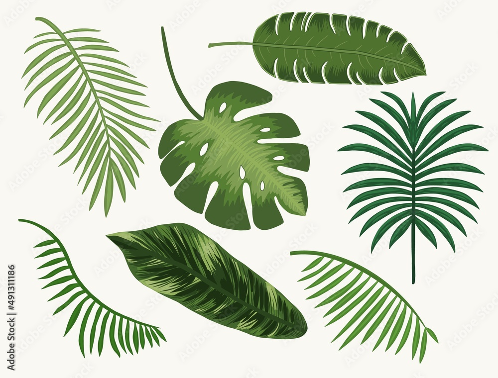 Collection tropical leaves isolated vector drawing hand
