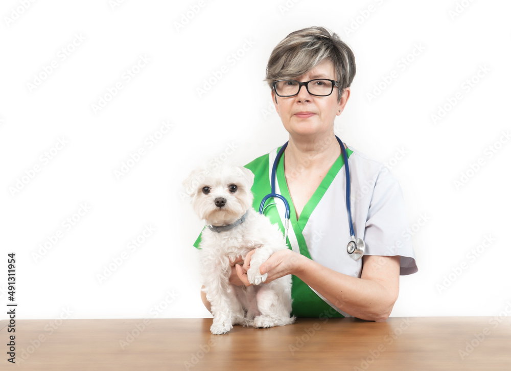 En el veterinario con mi perro Guss, Bichon Maltes blaco En el veterinario con mi perro Guss, Bichon Maltes blaco