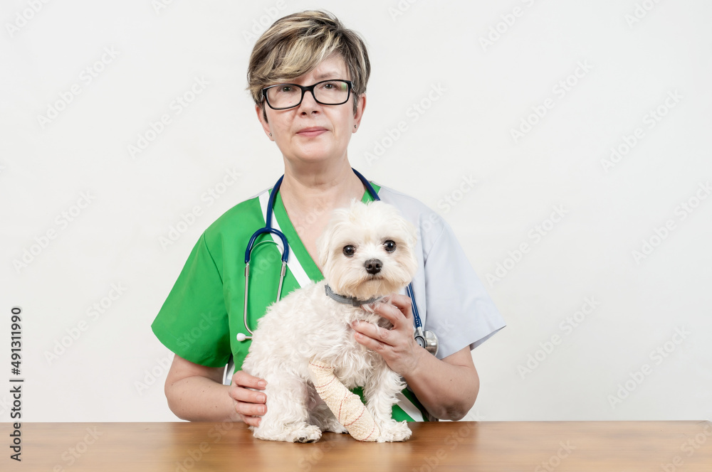 En el veterinario con mi perro Guss, Bichon Maltes blaco En el veterinario con mi perro Guss, Bichon Maltes blaco