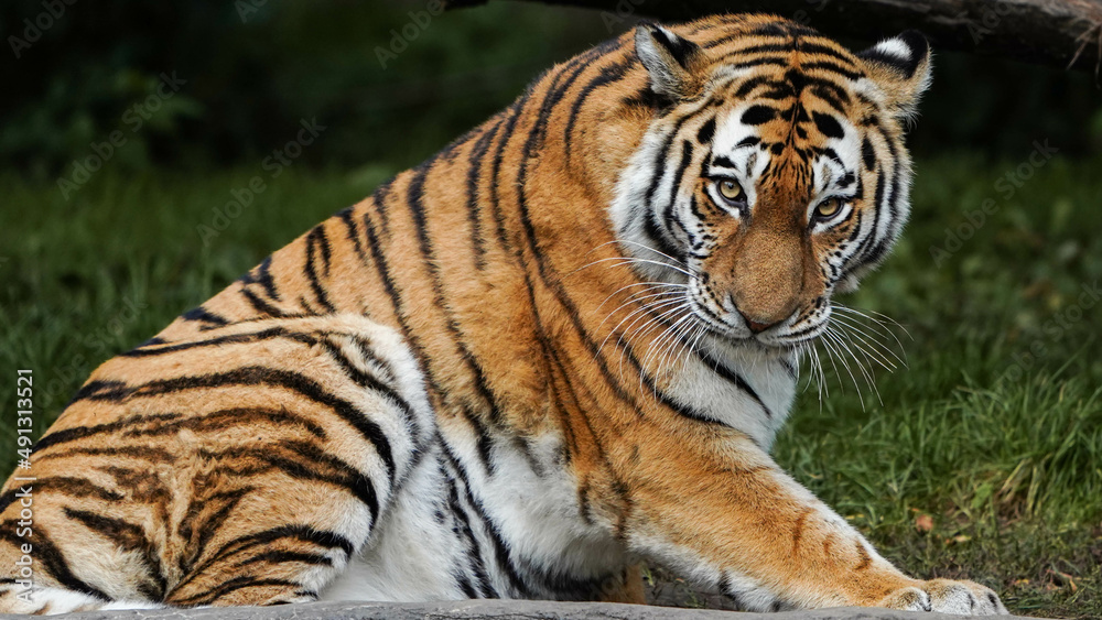 Tigerstreifen Tigerstreifen