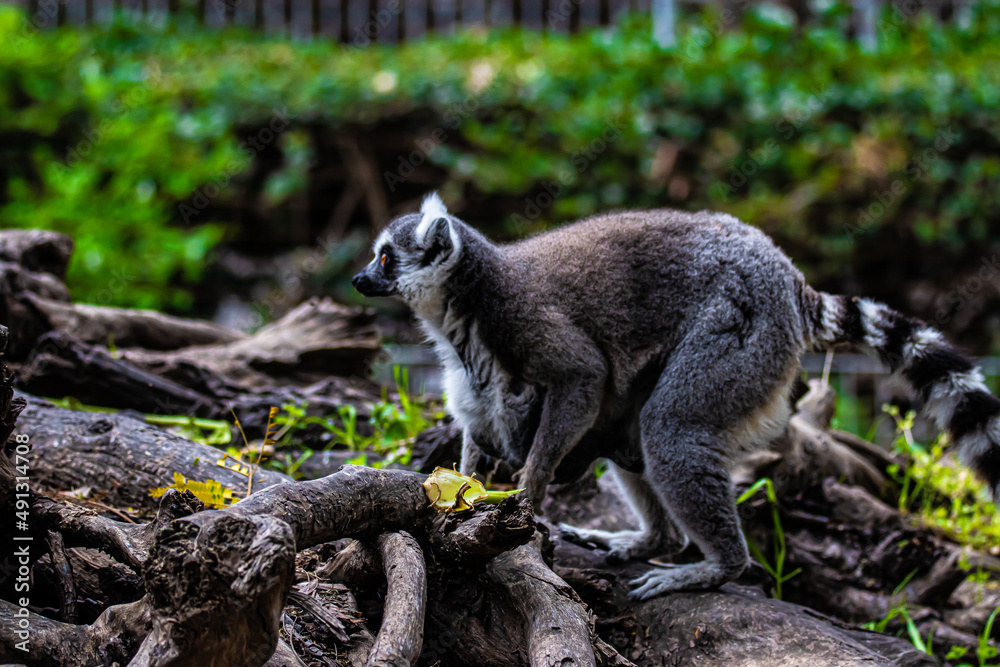 Obraz premium ring tailed lemur on tree