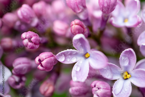 Lilac flowers close up with dew drops