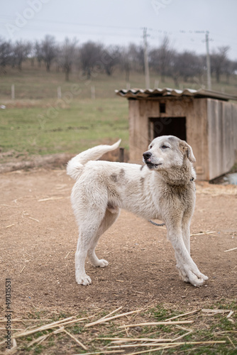 Homeless dog on a chain in a cage at the animal rescue shelter