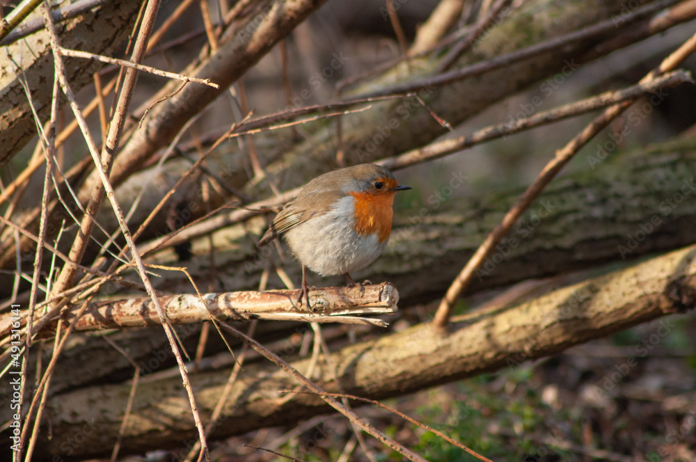 Red robin on a branch Red robin on a branch